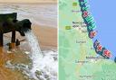 Surfers Against Sewage have an up-to-date map of beaches with pollution warnings in place.