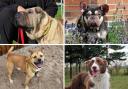 Dog lovers looking for a new best friend will be happy to learn there are dozens of dogs up for adoption in Darlington this winter Credit: DOGS TRUST