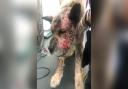 This is the shocking state of suffering a Gateshead man left his dog in by failing to get treatment for him after he was attacked, then going off on holiday the next day.