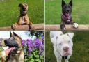 Dogs that need rescuing in County Durham. Pictures: NORTHERN ECHO