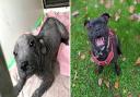 Pearl before and after her care from the RSPCA. After months of treatment she's nearly ready for adoption.