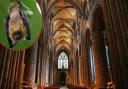 Mystery of Durham Cathedral bat deaths solved by scientists Picture: THE NORTHERN ECHO