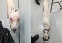 Staffie Rebel suffered neglect at the hands of his owner.