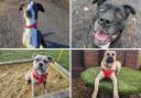 Dog lovers looking for a new friend will be delighted to learn there are lots of furry pals up for adoption across the North East Credit: RSPCA