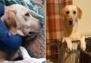 Golden Labrador Billy has defied death by surviving a 30ft cliff fall.