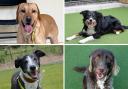 Dog lovers looking for a new best friend will be happy to learn there are dozens of dogs up for adoption in Darlington this spring Credit: DOGS TRUST
