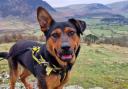 Darlington's Dogs Trust: 7 dogs looking for a forever home this month