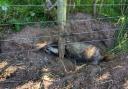 This badger sadly died after being caught in an illegal snare.