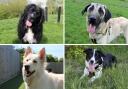 Dogs Trust Darlington have plenty of rescue dogs looking for a forever home this June Credit: DOGS TRUST