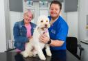 Cockapoo Lola had to undergo surgery after swallowing a corn on the cob. Pictured with aunt Julie Agar and vet nurse Shaun Cleary at Grange Vets, where Lola went under the knife.