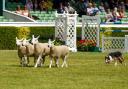 This is what you can expect to see at the Great Yorkshire Show in Harrogate from July 11-14