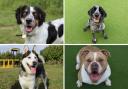 Dogs Trust Darlington have plenty of rescue dogs looking for a forever home this summer Credit: DOGS TRUST