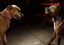 The RSPCA has uncovered and dealt with 1,156 incidents of dog fighting in England and Wales since 2019