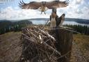 Pictures have been released showing the last of this year’s Northumberland osprey chicks taking flight.