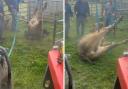 The short video clip, which was initially posted to the Witton Castle Country Park Facebook page, shows a cow's legs in the air after it had fallen down a hole at the estate near Bishop Auckland