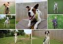 These seven dogs have waited longer than any others in their kennels for their forever home.