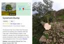 Sycamore Gap has been renamed Sycamore Stump on Google after the iconic tree was felled