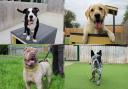 Dogs Trust Darlington have plenty of rescue dogs desperately looking for a forever home and their new families this September Credit: DOGS TRUST