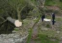 The Sycamore Gap tree in Northumberland, believed to have been about 300 years old, was cut down