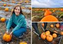 Do you know a good spot to pick pumpkins at near Darlington in County Durham?