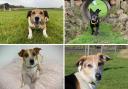 Golden oldies at Darlington's Dog Trust are appealing for caring individuals to provide them a forever home this October Credit: DOGS TRUST