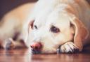 Cushing’s disease is a disorder that can seriously affects your dog’s health, vitality and appearance.