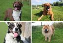 Dogs Trust Darlington have plenty of rescue dogs looking for a forever home this October Credit: DOGS TRUST