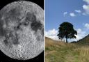 Tribute to felled Sycamore Gap tree to land on moon this Christmas