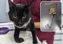 The young male cat had climbed onto a fence at an allotment in Houghton-le- Spring