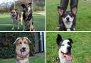 Dogs up for adoption at Darlington Dog's Trust