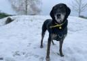 Dogs Trust Darlington is urging owners to follow some simple steps to keep their dogs safe and warm this winter