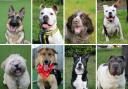 Dog lovers looking for a new best friend will be happy to learn there are dozens of dogs up for adoption in Darlington over the Christmas period.