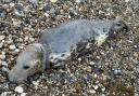 Seal found on Seaham beach.