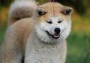 An Akita named Harry, deemed dangerous, has been put under stringent regulations, enforced by the North Yorkshire Magistrates' Court