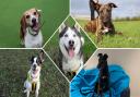 These adorable dogs housed at the Darlington Dogs Trust are seeking loving forever homes.