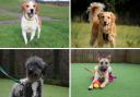 Seven dogs at a Darlington Dogs Trust are currently looking for their forever homes Credit: DOGS TRUST
