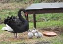 Trio of recent black swan hatchlings being watchfully observed by their mother at the WWT Washington site