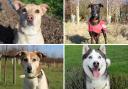 Dogs Trust Darlington has plenty of rescue dogs looking for a forever home