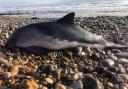 A stranded porpoise was saved after rapid responses from a quick-thinking member of the public and volunteer medics on Seaham's shore Credit: SEASCAPES