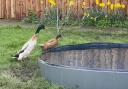 Ducks Basil (left) and Thyme (right) have been 'stolen' from their enclosure in Spennymoor, leaving owner Mark devastated.