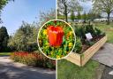 Have you booked your tickets to the Harrogate Flower Show in September this year?