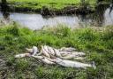 In April 2023, Scores of fish were found dead in the Richmondshire area, with Holme Beck, Gilling Beck and Skeeby Beck all affected - amid issues over pollution linked to the River Swale