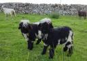 The Valais Blacknose Sheep.