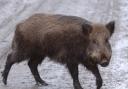 LOOKING FOR TROUBLE: This modern wild boar doesn’t look too terrifying, but in days of yore boars and their terrible tusks were as dangerous as dragons