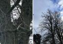 A Heighington family were 'worried sick' after their beloved cat was stuck in a tree for four days in bad weather.