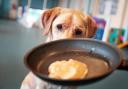 Dog friendly cafe's in Darlington