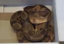 The second boa in a week was discovered at Blackwell Grange Golf Club on Saturday.