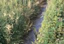 Pollution in Bawter Carr Drain. Hand-in pic.