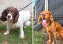Maxi's Mates Rescue is appealing for donations to fund urgent surgery for two dogs with serious health conditions.