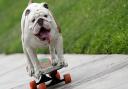 How to get rid of an earworm, and Otto the skateboarding bulldog makes everything better again
